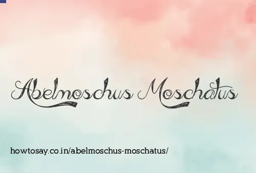 Abelmoschus Moschatus