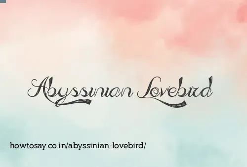 Abyssinian Lovebird