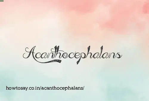 Acanthocephalans