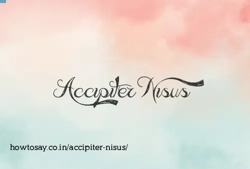 Accipiter Nisus
