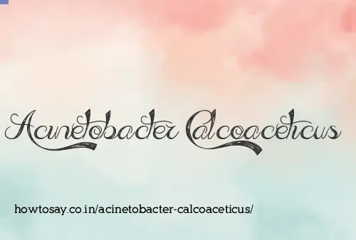 Acinetobacter Calcoaceticus