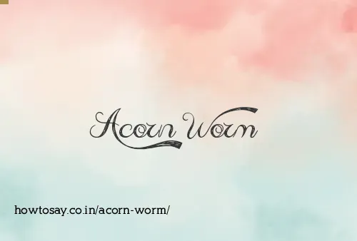 Acorn Worm