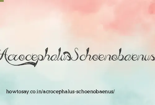 Acrocephalus Schoenobaenus