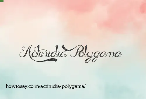 Actinidia Polygama