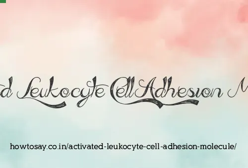 Activated Leukocyte Cell Adhesion Molecule