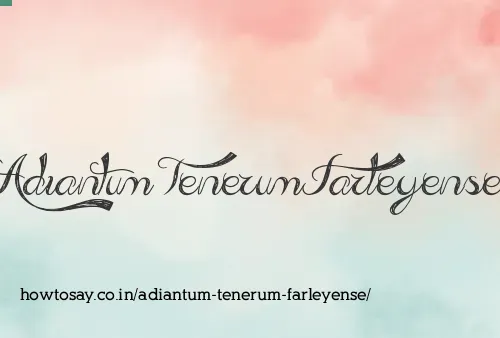 Adiantum Tenerum Farleyense