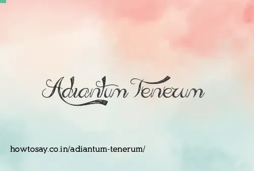 Adiantum Tenerum