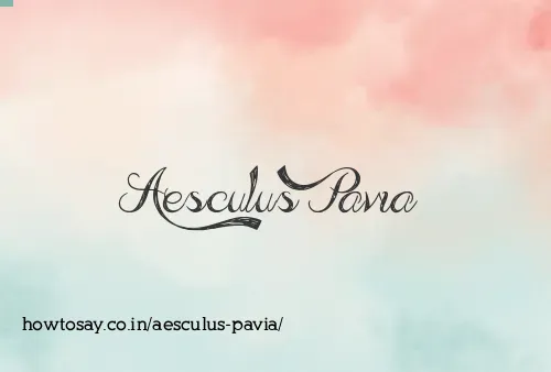 Aesculus Pavia