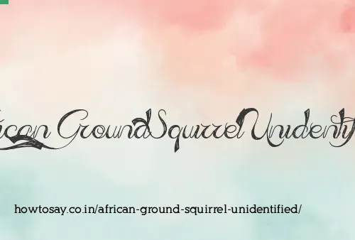 African Ground Squirrel Unidentified