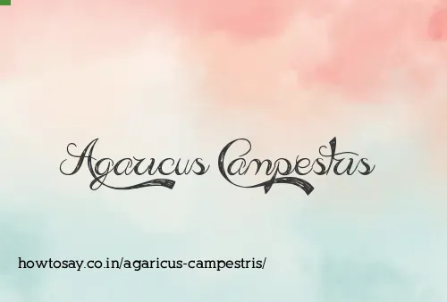 Agaricus Campestris