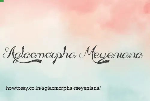 Aglaomorpha Meyeniana