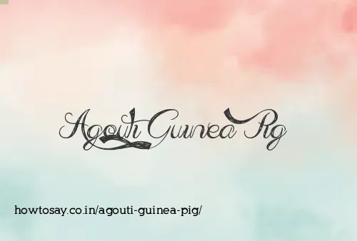 Agouti Guinea Pig