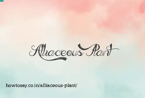 Alliaceous Plant