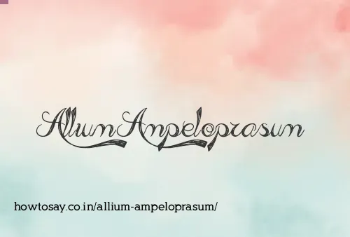 Allium Ampeloprasum