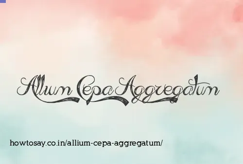 Allium Cepa Aggregatum