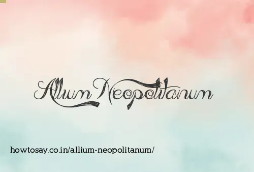 Allium Neopolitanum