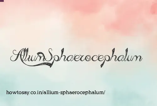 Allium Sphaerocephalum