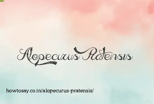 Alopecurus Pratensis