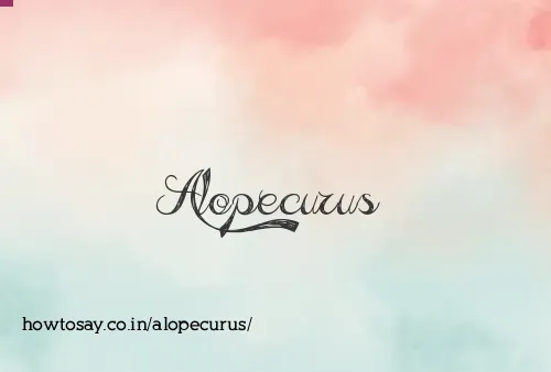 Alopecurus