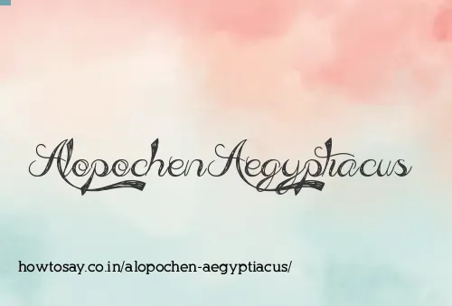 Alopochen Aegyptiacus
