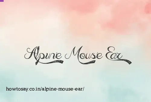 Alpine Mouse Ear