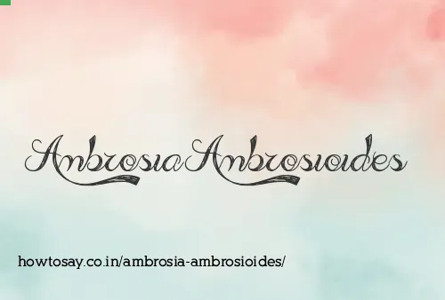 Ambrosia Ambrosioides