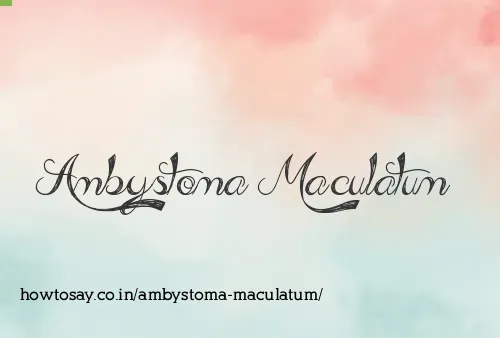 Ambystoma Maculatum