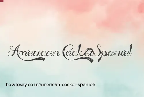 American Cocker Spaniel