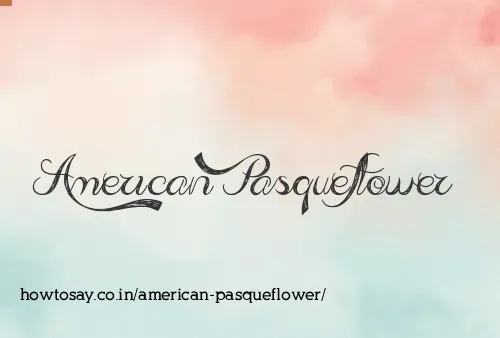 American Pasqueflower