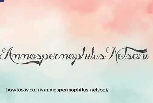 Ammospermophilus Nelsoni