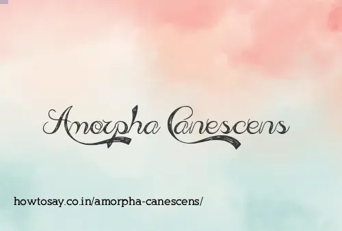 Amorpha Canescens
