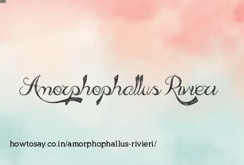 Amorphophallus Rivieri