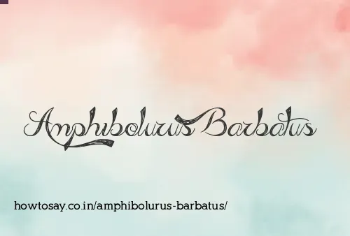 Amphibolurus Barbatus