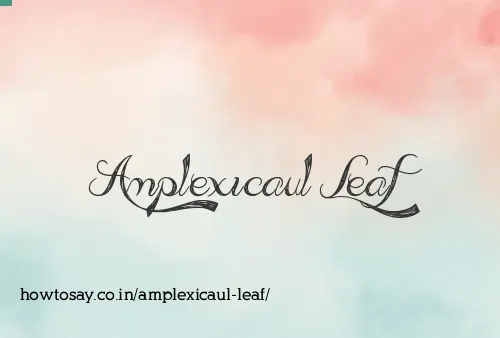 Amplexicaul Leaf