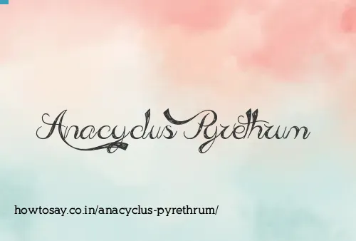 Anacyclus Pyrethrum