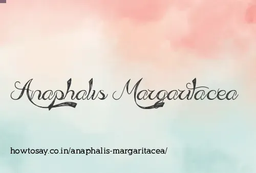 Anaphalis Margaritacea