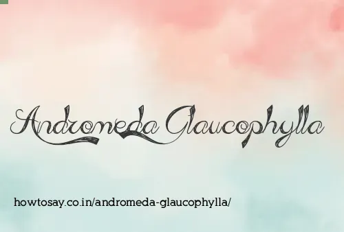 Andromeda Glaucophylla