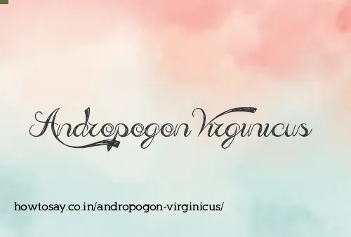 Andropogon Virginicus