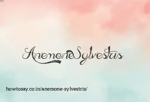 Anemone Sylvestris