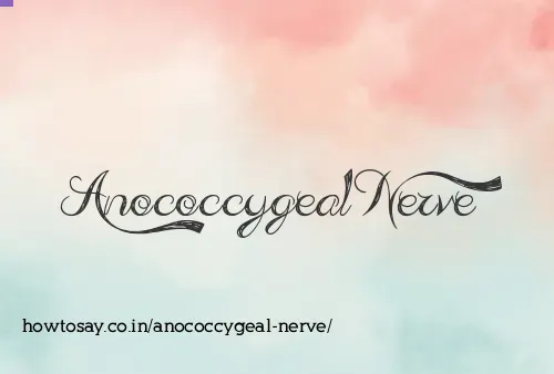 Anococcygeal Nerve
