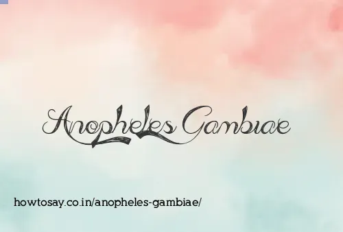 Anopheles Gambiae