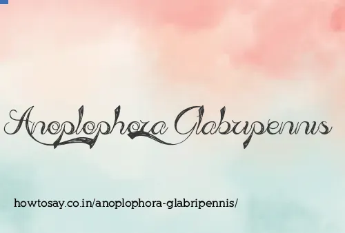 Anoplophora Glabripennis