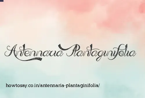 Antennaria Plantaginifolia