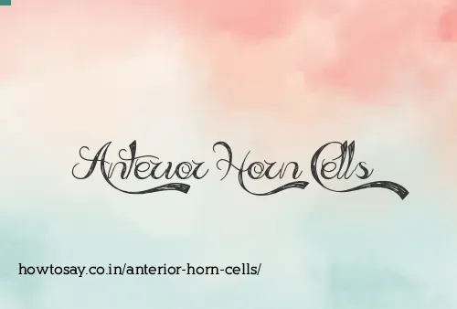Anterior Horn Cells