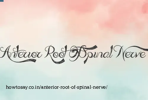 Anterior Root Of Spinal Nerve