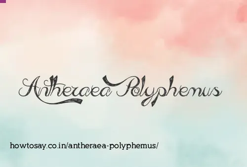 Antheraea Polyphemus