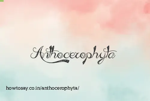 Anthocerophyta