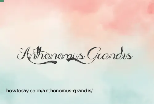 Anthonomus Grandis