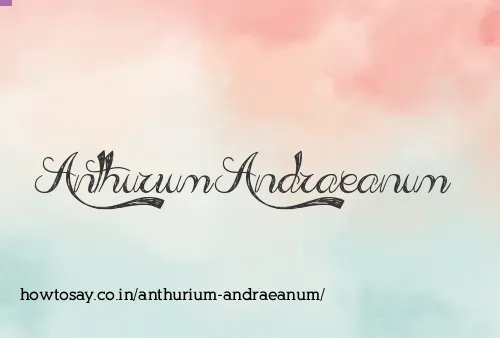 Anthurium Andraeanum