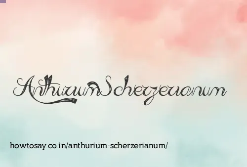 Anthurium Scherzerianum